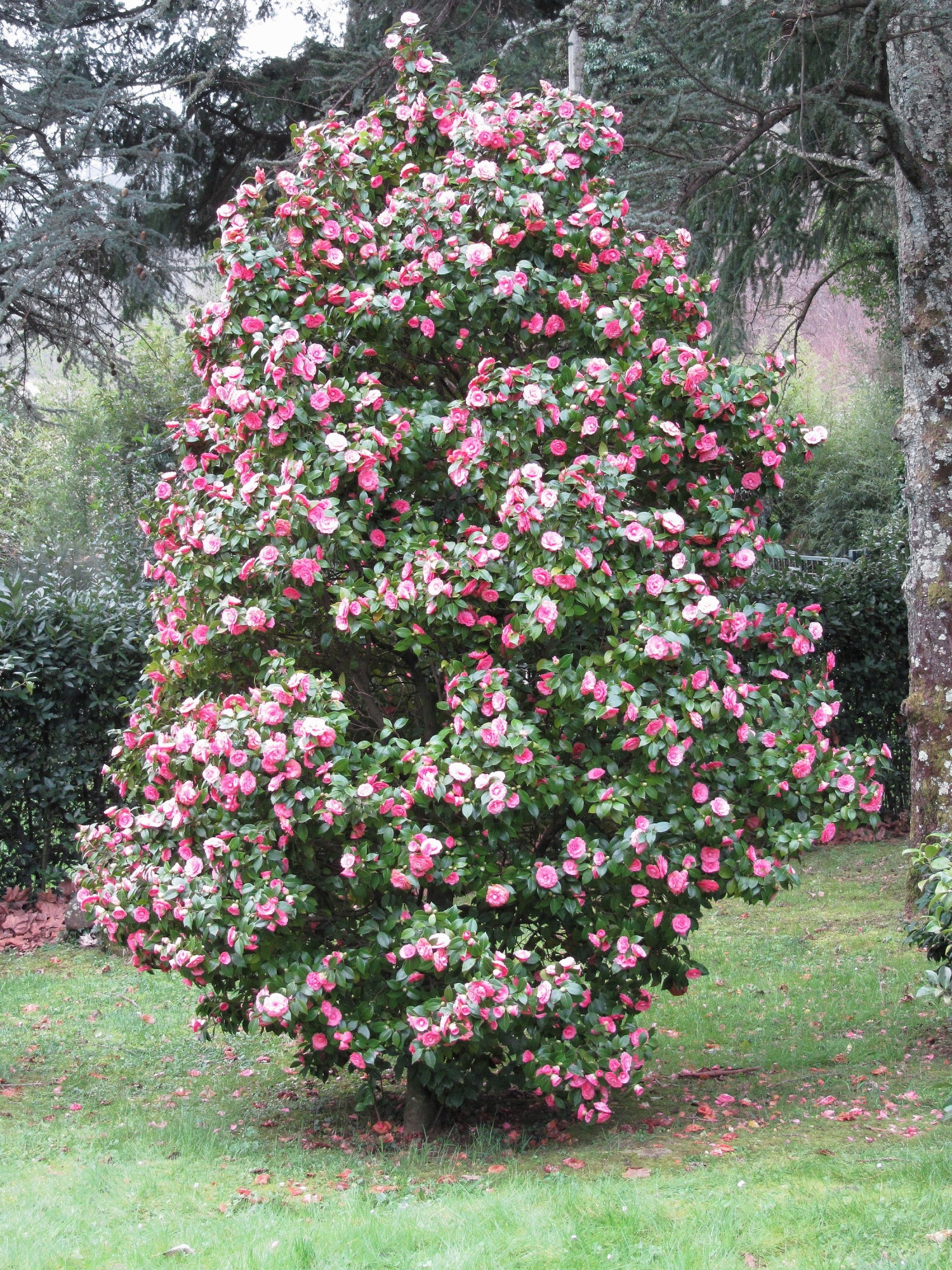ΚΑΜΕΛΙΑ – Camellia japonica - 3